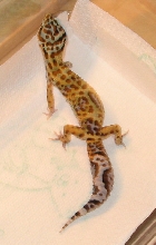 Spyro