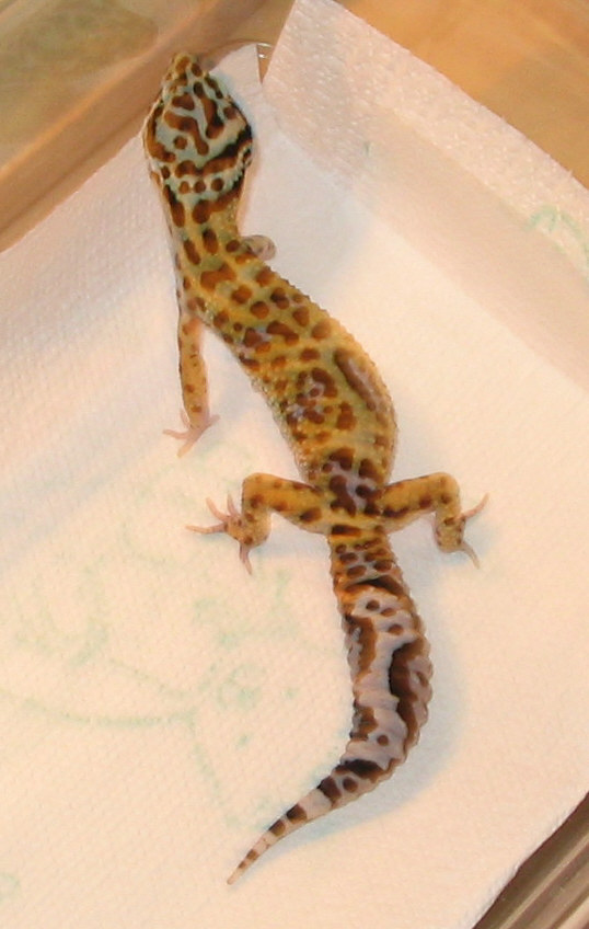 Spyro