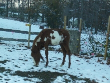whimsy in snow