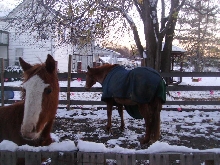 whimsy 10 mo and flicka 22