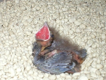 crackers ( baby pic)