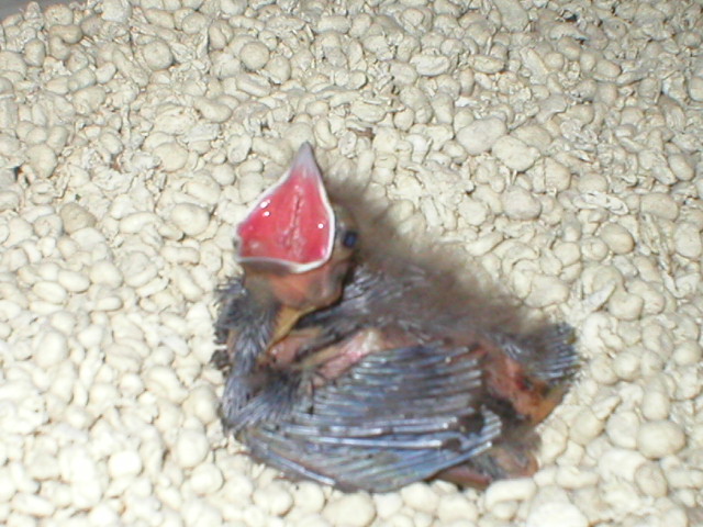 crackers ( baby pic)