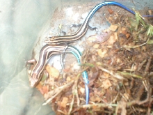 my 2 five lined skinks