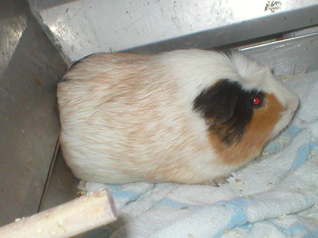 pumba