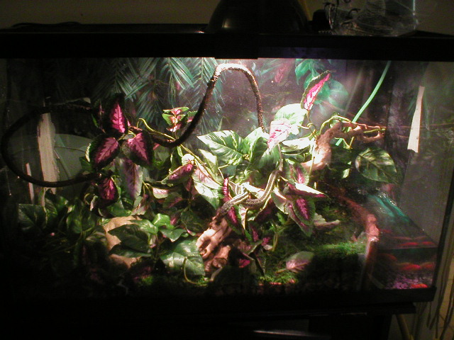 strider tank