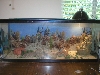 bearded tank