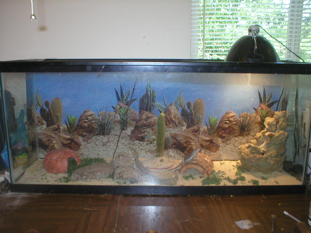 bearded tank