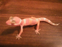 my new gecko