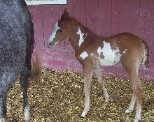 whimsy 1 mo old