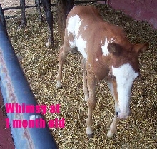 whimsy 1 mo old