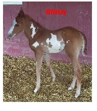 my baby paint Whimsy