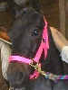 willow getting braids
