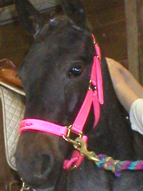 willow getting braids