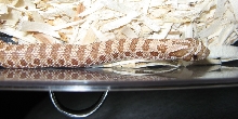 new hypo hognose