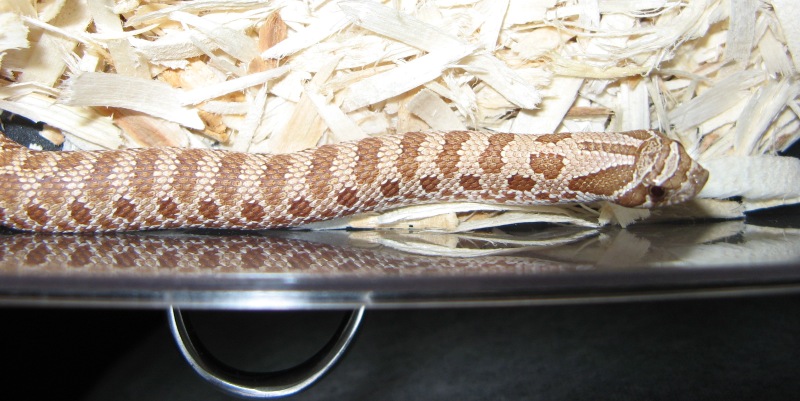 new hypo hognose