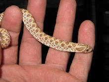 hypo hognose two
