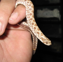 hypo hognose