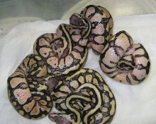 other pic of funk