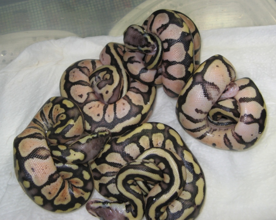 other pic of funk