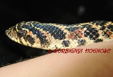 dorbignyi