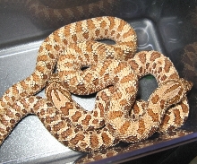 hetanerypair