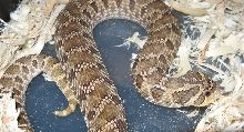 mexican hidalgo county
