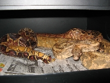breeding pair