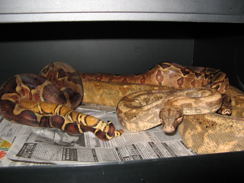 breeding pair