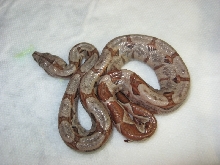 hypo hog neonate