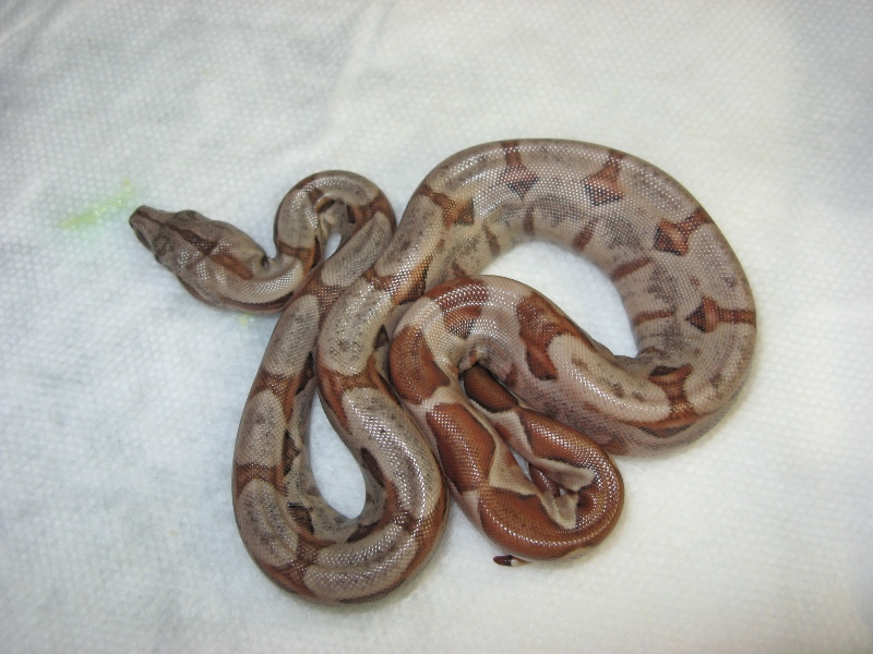 hypo hog neonate