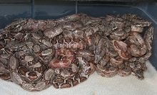 hypo hog liter on day two