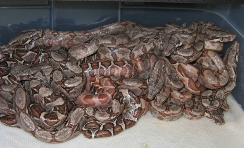 hypo hog liter on day two