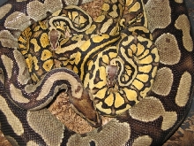 mom n kids