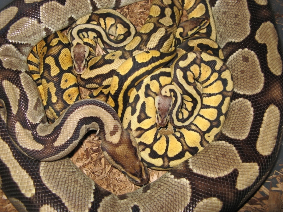 mom n kids