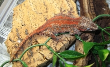 male garg