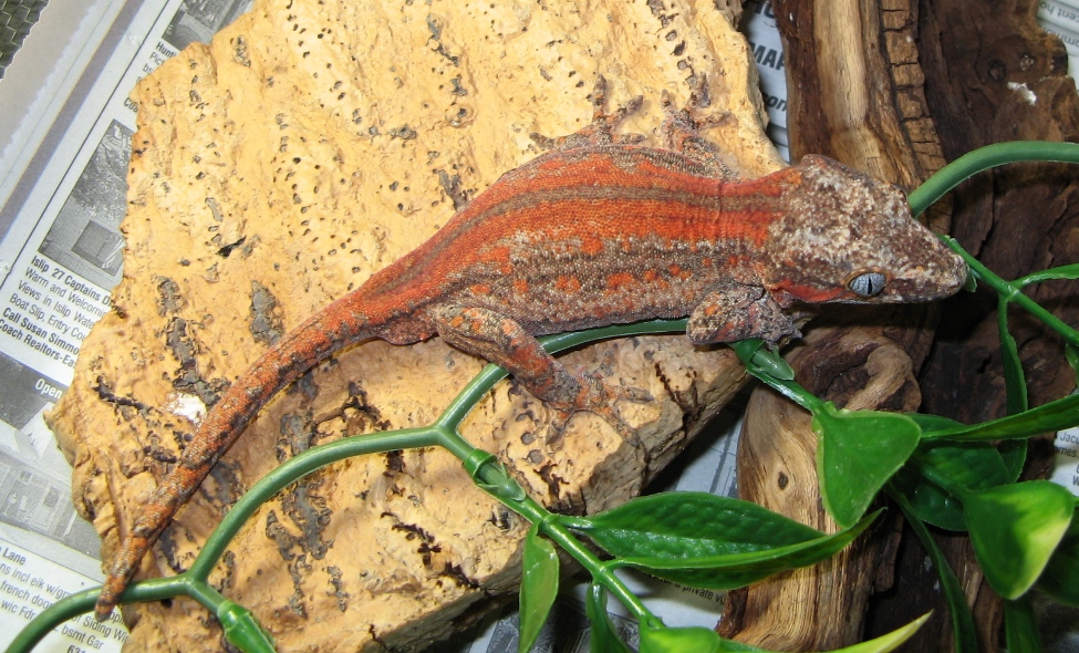 male garg