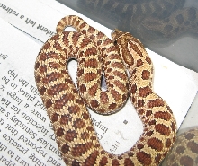 07 hold back red hognose