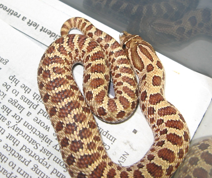 07 hold back red hognose