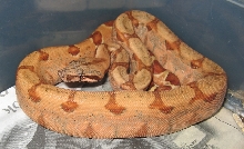 hypo hog