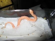 my first albino