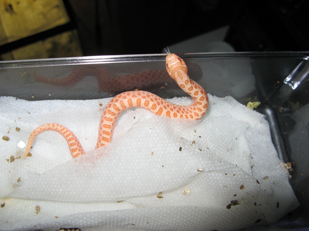 my first albino