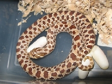western hog laying eggs