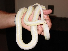 Soren 1