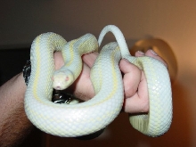 Soren 3