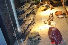 my new TANK