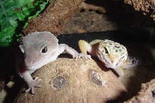 Ice and Skippy