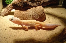 Patternles in a Terrarium