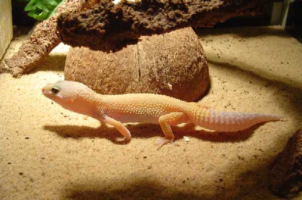 Patternles in a Terrarium