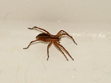 Unkown spider