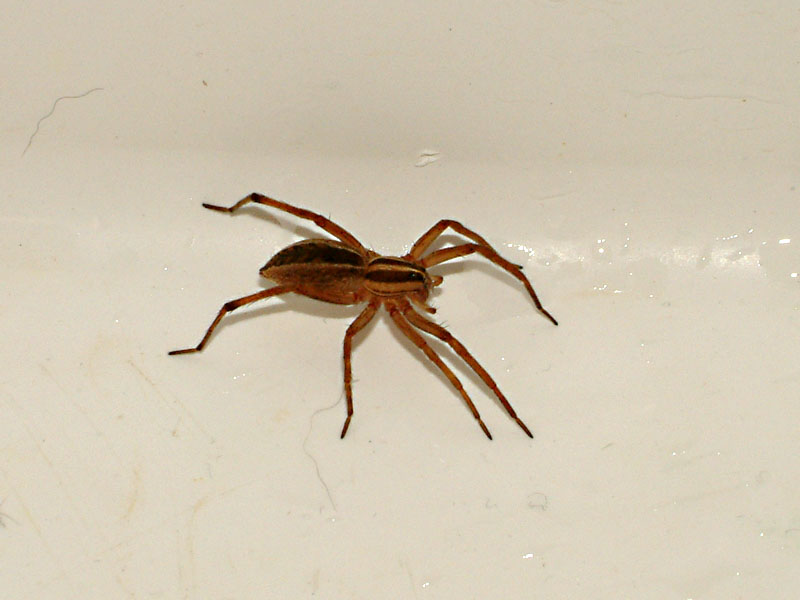 Unkown spider